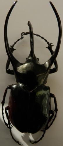 Chalcosoma chiron